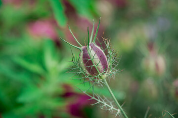 Close-up on a flower of Love-in-a-mist (Nigella damascena)