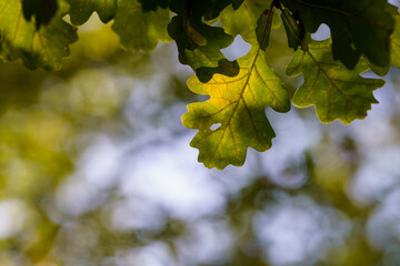Green leaves of oak tree on background