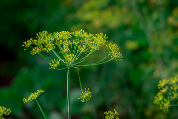 Flowering dill herbs plant in the garden Anethum graveolens.