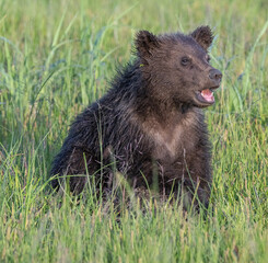 Sassy Brown Bear Cub © Betty Sederquist