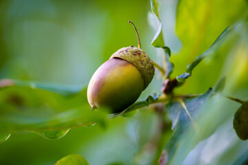 green acorn on oak leaves