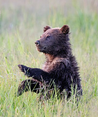 Brown Bear Cub as Conductor