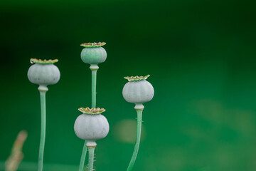 Poppy seed pods in the summer garden.