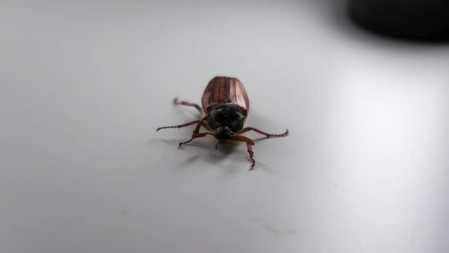 May bug crawls crawls on a white surface, slow motion