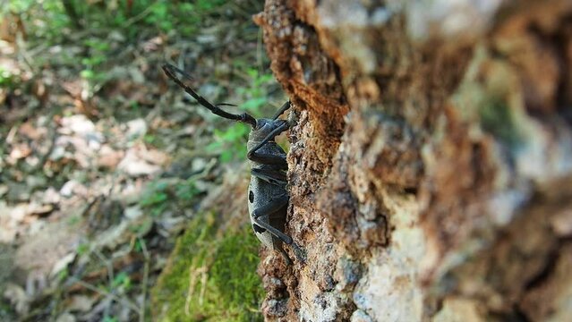 Morimus funereus is a species of beetle in family Cerambycidae or subspecies of Morimus asper. Beautiful thick gray beetle with long whiskers on brown oak bark. Fruska Gora, Serbia, Balkans.
