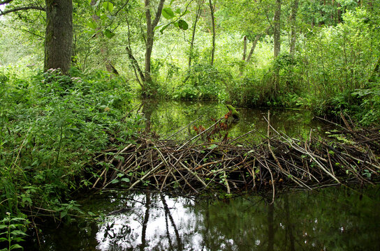 Beaver dam in the forest