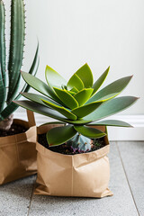 A large set of succulents in an eco-paper bag. Eco-friendly reusable eco-bag and succulents. Shop of indoor plants.