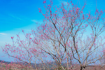 Thailand Cherry Blossom at Phu Lom Lo, Thailand. This area has become the largest area of Thailand Cherry Blossom trees. In the winter, the mountain is covered with the dreamy pinkness.