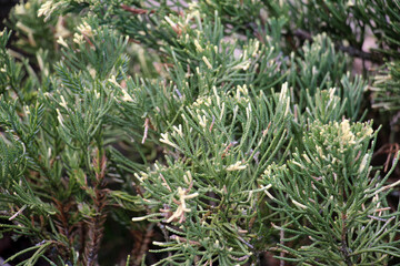 Horizontal juniper (Juniperus horizontalis) is used in landscape design