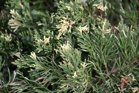 Horizontal juniper (Juniperus horizontalis) is used in landscape design