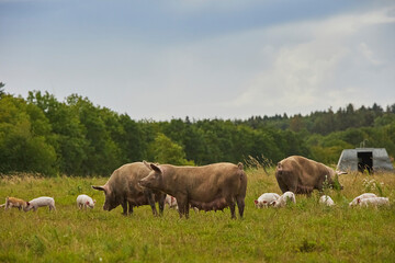 Fototapeta premium Eco pig farm in the field in Denmark