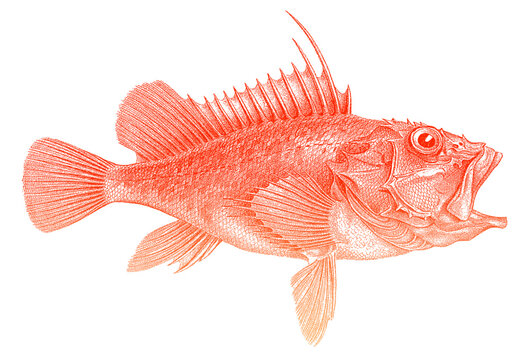 Offshore rockfish pontinus kuhlii in side view, marine fish from Eastern Atlantic