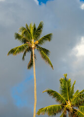 Palm tree - obrazy, fototapety, plakaty