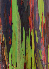 Abstract photograph of a Rainbow Eucalyptus Tree - obrazy, fototapety, plakaty