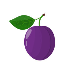 Plum with leaf vector Illustration on a white background