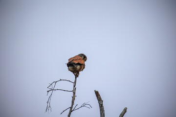 Ein kleiner Turmfalke, Falconideae, sitzt auf der Spitze eines Baumes.