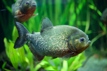Portrait eines Piraya (Pygocentrus piraya) in einem Aquarium.
