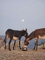 donkeys in the mountain