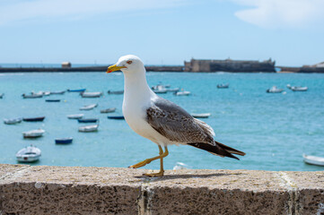 Seagulls on La Caleta beach in city center in Cadiz, Spain