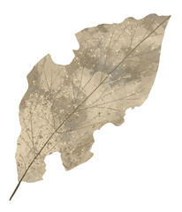 Artful illustration depicting dried leaves with holes from plant pest insect damage. Ideal for educational, botanical, or ecological projects highlighting ecological interactions and challenges.
