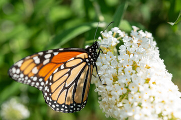Lepidoptera (Danaus Plexippus) collecting nectar from a flower