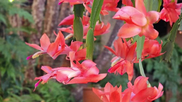 May flowers Schlumbergera truncata, Beautiful May flowers opening and coloring the winter in Brazil, natural light.