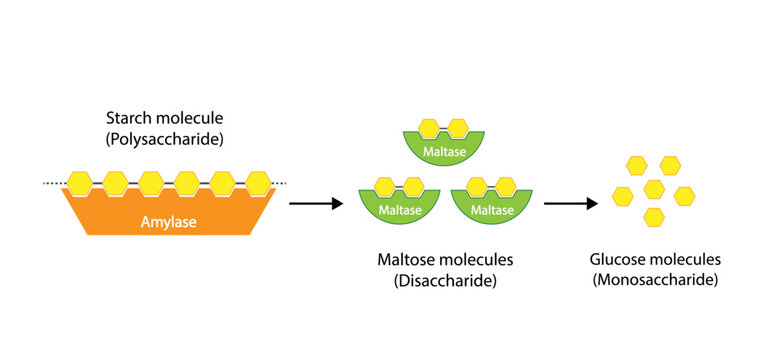 Carbohydrates Digestion. Amylase and Maltase Enzymes catalyze Polysaccharide Starch Molecule to Disaccharide Maltose Molecules, glucose Sugar Formation. Scientific Diagram. Vector Illustration.