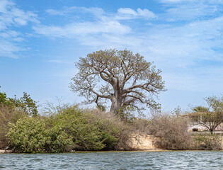 El baobab, Adansonia digitata, árbol del  género de la familia Malvaceae cuyos miembros son...