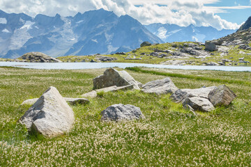 Wollgrasfeld in den Alpen an einem Bergsee