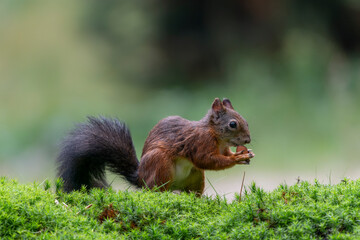  Hungry Eurasian red squirrel (Sciurus vulgaris) eating a nut in the forest of Noord Brabant in the...