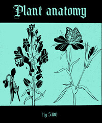 PLANTS ANATOMY GREEN VINTAGE PAGE OF AN OLD BOOK ILLUSTRATION DESIGN