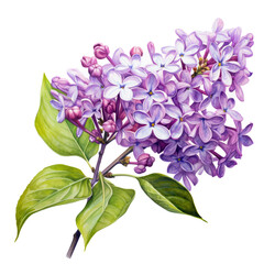 Fototapeta na wymiar watercolor drawing of a lilac branch