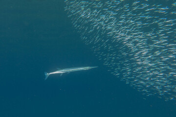 Fototapeta premium Fish swimming in the Red Sea, colorful fish, Eilat Israel 