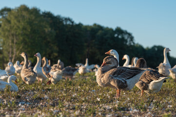 poultry, white geese on a farm at sunset in summer swim in the pond, theme of agriculture and agritourism. High quality 