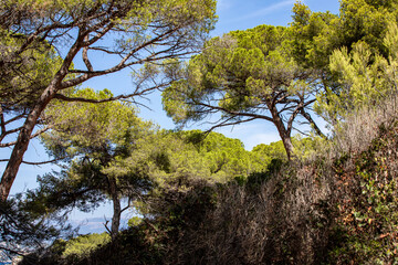 Pienien auf der  Insel Sainte Marguerite