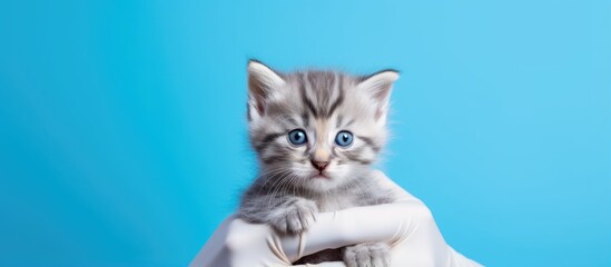 A gray kitten being examined by a vet on a blue background Focus on small pet health
