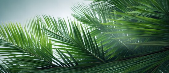 Coconut leaves from nature