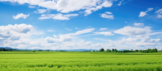 Fototapeta na wymiar Field in the rural area of Hokkaido Japan