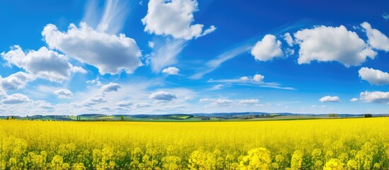 Field of yellow flowers beneath a cloudy sky