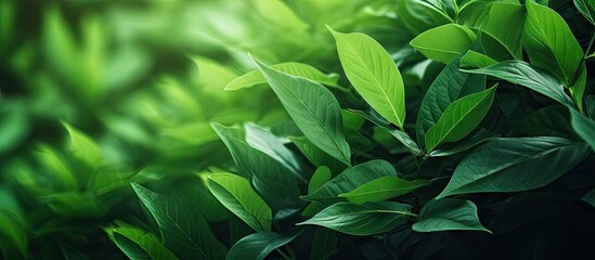 Fresh wallpaper with a nature background of green leaves and greenery