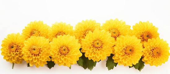 Giant yellow Mums isolated on white with space for text - obrazy, fototapety, plakaty
