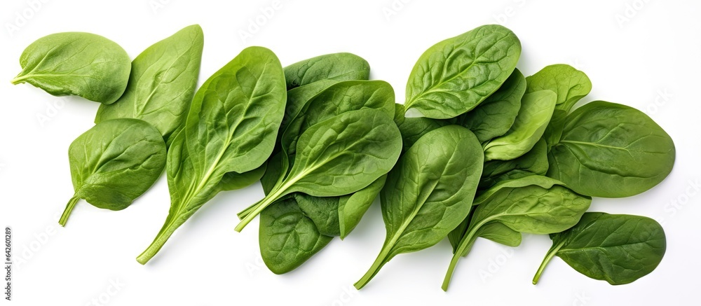 Poster isolated spinach leaves on white with space to copy