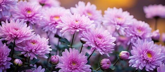 Purple chrysanthemums bloom in an autumn garden with a lilac background