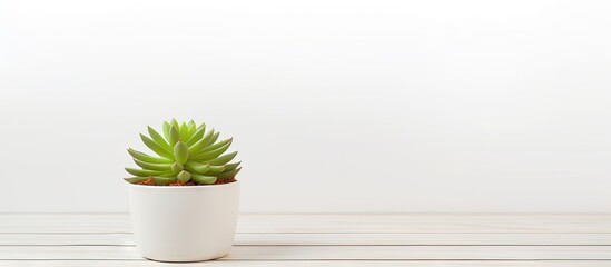Succulent plant on table with white wooden background and room for text