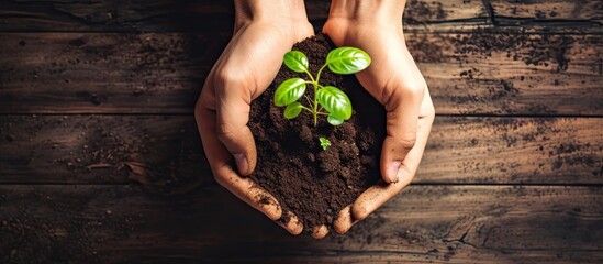 Top view of human hands planting sprouted plant in soil