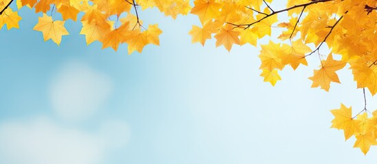 Naklejka na ściany i meble yellow maple leaves in the sky