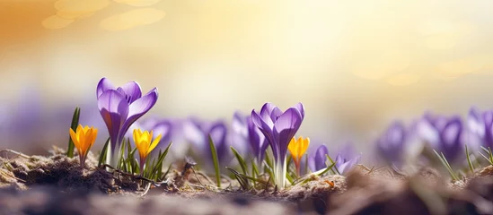 Fotobehang Yellow dry grass with purple crocus in bloom © vxnaghiyev