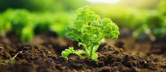 Poster Young kale plant in fertile soil with space for text captured in photo © vxnaghiyev