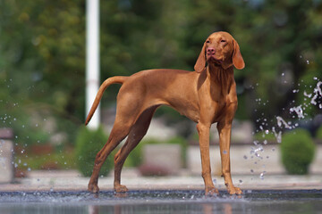 Adorable young Hungarian Vizsla dog posing outdoors standing on a wet stone floor near a fountain in summer