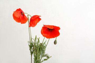 Obraz premium Beautiful poppy flowers on light background, closeup. Remembrance Day